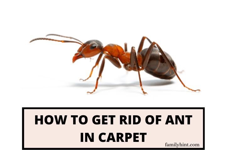 How to Get Rid of Ants in Carpet Naturally