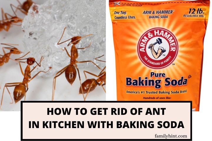 How to Get Rid of Ants in the Kitchen with Baking Soda
