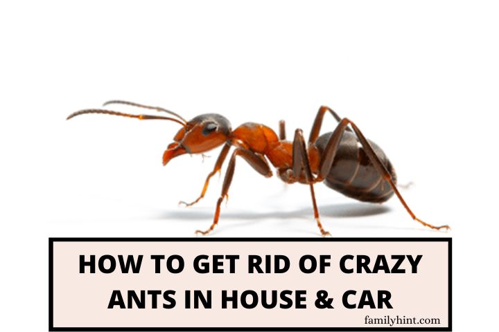 How to Get Rid of Crazy Ants in House