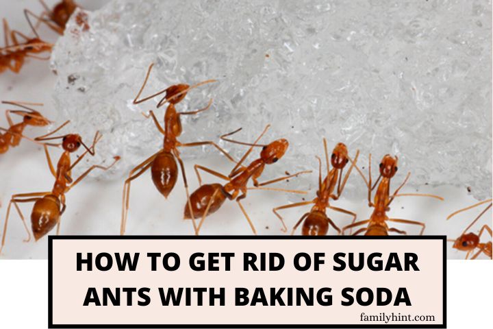 How to Get Rid of Sugar Ants with Baking Soda
