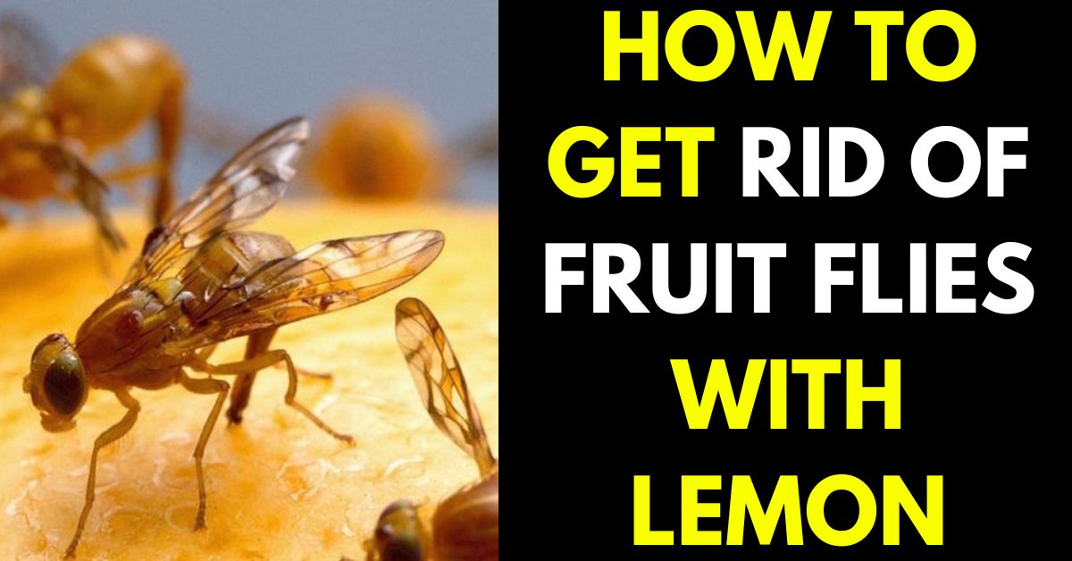 HOW TO get rid of fruit flies with lemon