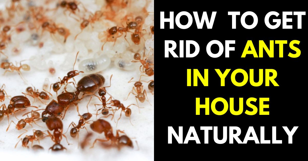 HOW TO GET RID OF ANTS IN THE HOUSE