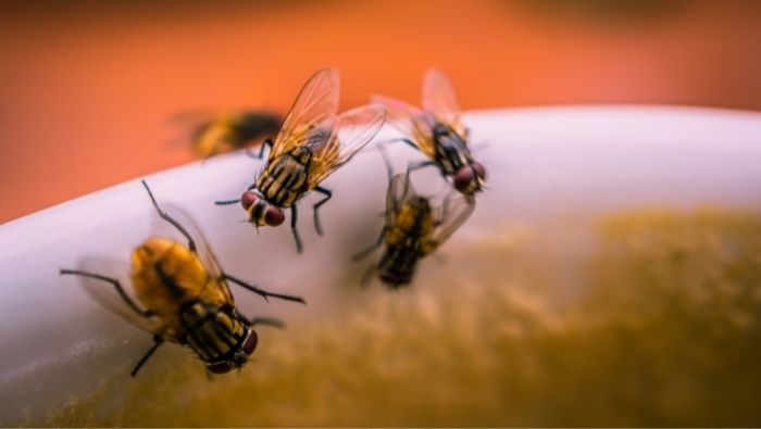 How to Get Rid of Fruit Flies Without Apple Cider Vinegar
