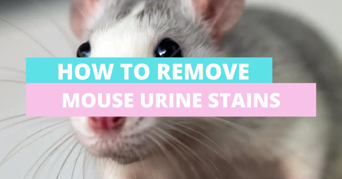 MOUSE URINE STAINS