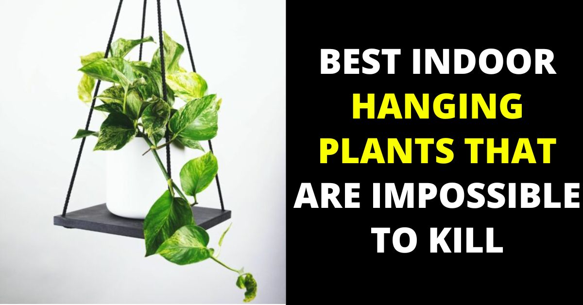 BEST INDOOR HANGING PLANTS