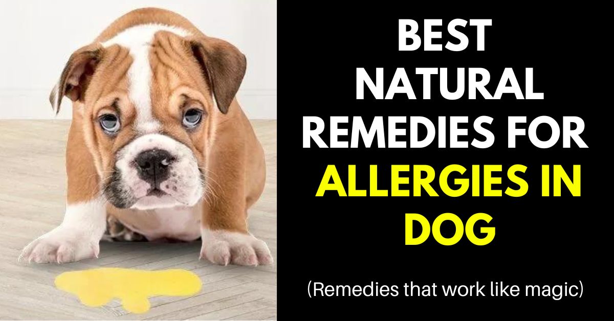 NATURAL REMEDIES FOR ALLERGIES IN DOG