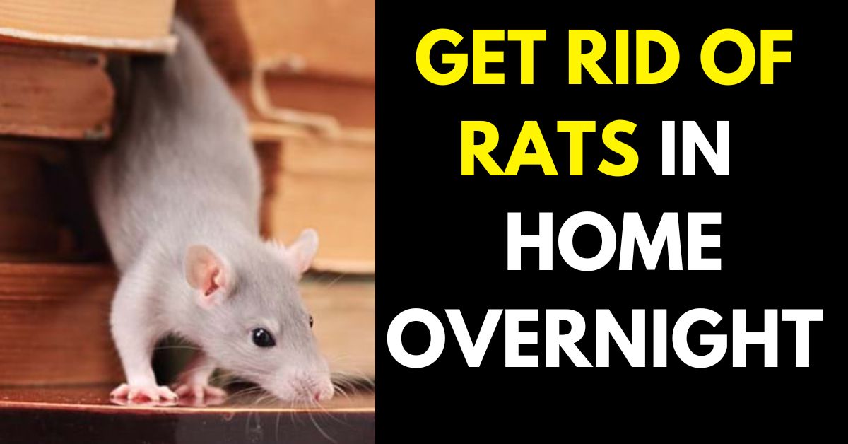 HOW TO PERMANENTLY GET RATS OUT OF HOME