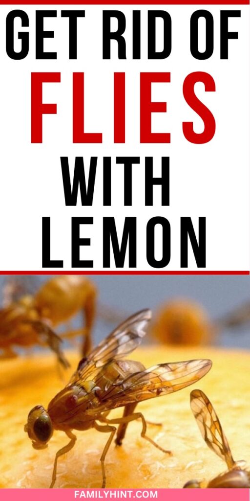get rid of fruit flies with lemon