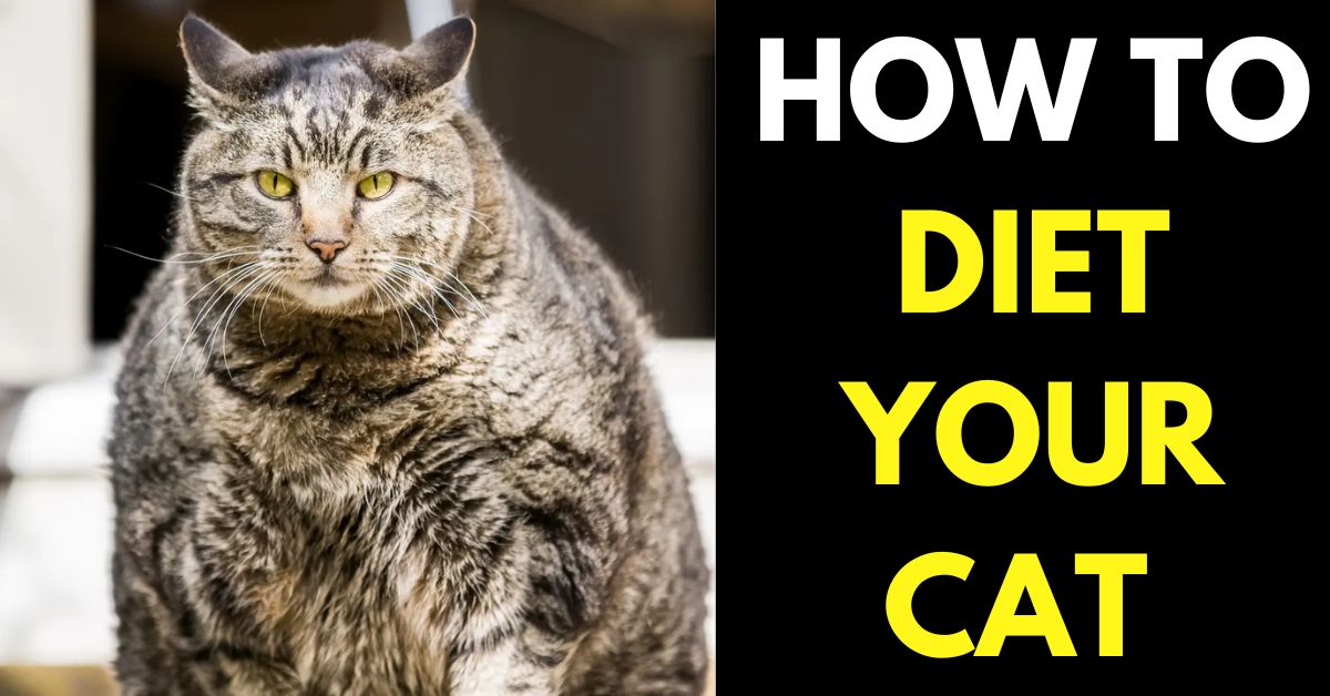 How to Diet a Cat