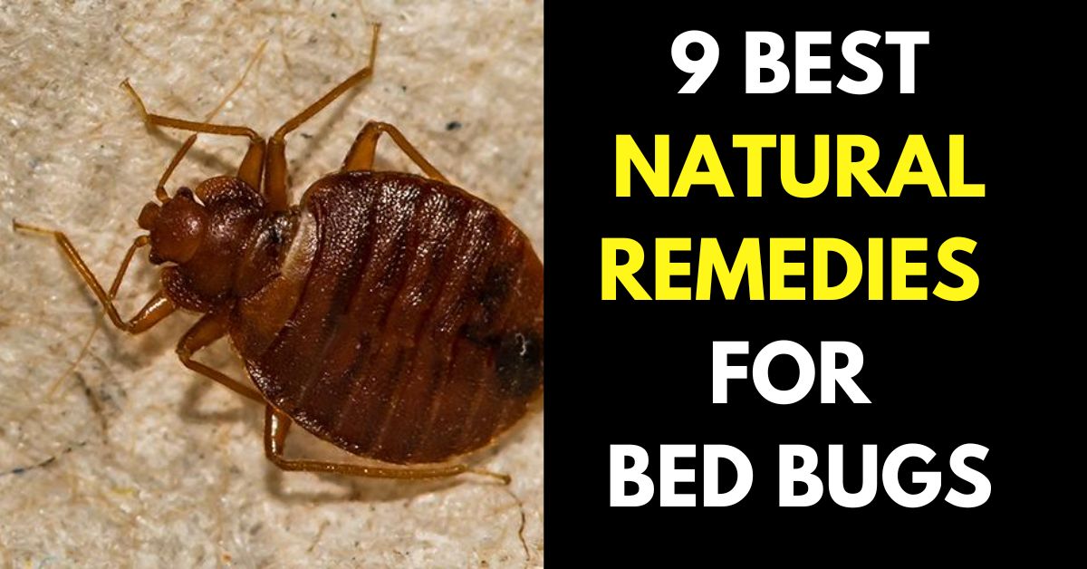 Natural Remedies for bed bugs
